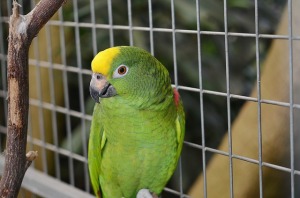 parrot-417967_640
