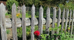 garden-fence-484708_640(2)