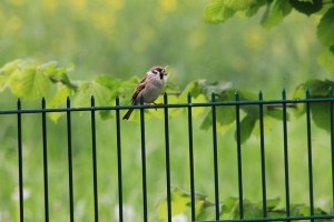 sparrow-188725_640(1)